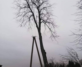 ArbCut atliktų darbų nuotrauka 9