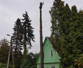 ArbCut atliktų darbų nuotrauka 15