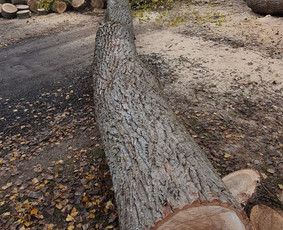 ArbCut atliktų darbų nuotrauka 19