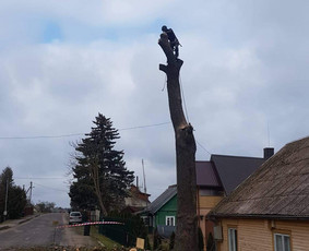 ArbCut atliktų darbų nuotrauka 22
