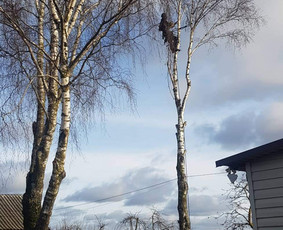 ArbCut atliktų darbų nuotrauka 24