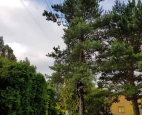 ArbCut atliktų darbų nuotrauka 26