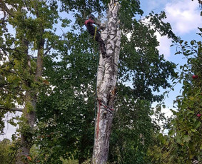 ArbCut atliktų darbų nuotrauka 30