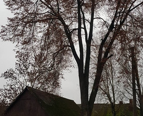 ArbCut atliktų darbų nuotrauka 37