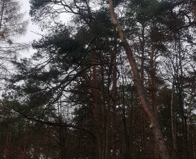 ArbCut atliktų darbų nuotrauka 40