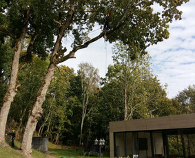 ArbCut atliktų darbų nuotrauka 42
