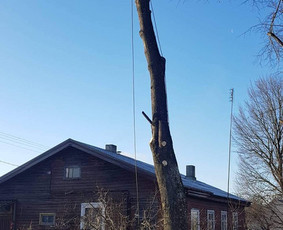 ArbCut atliktų darbų nuotrauka 45