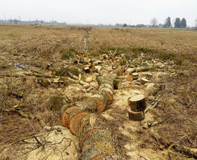 ArbCut atliktų darbų nuotrauka 72