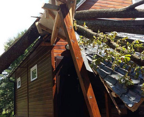 ArbCut atliktų darbų nuotrauka 82