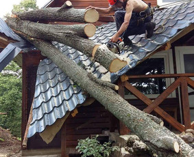 ArbCut atliktų darbų nuotrauka 83